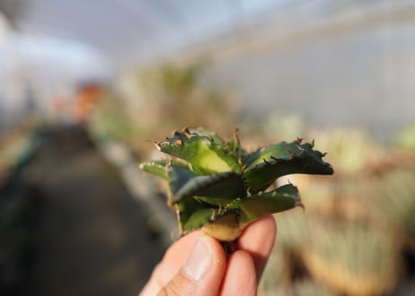 agave titanota ソーラーエクリプス　 NO.1