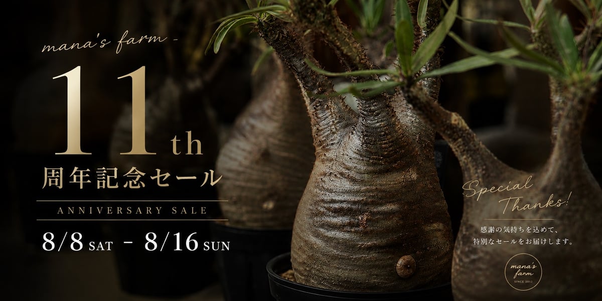 11周年記念】感謝を込めた特別セール開催 | mana's farm:塊根植物