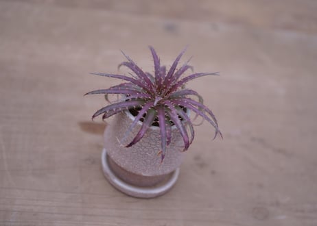 ディッキア・ダウソニー　Dyckia dawsonii