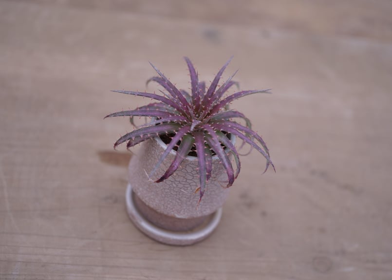 ディッキア・ダウソニー Dyckia dawsonii | mana's farm:塊根植物・