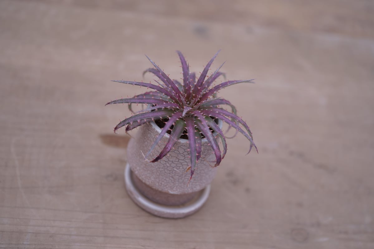 ディッキア・ダウソニー Dyckia dawsonii | mana's farm:塊根植物・