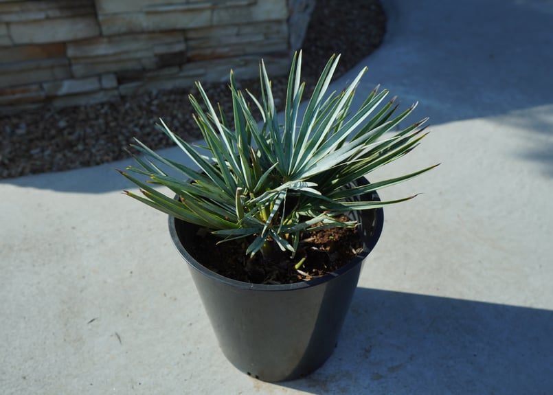 チャメロプス セリフェラ Chamaerops humilis var. Cerifera