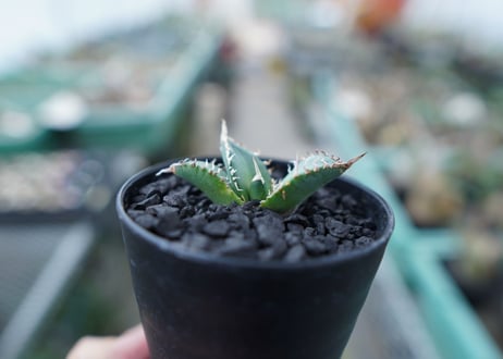 アガベ　チタノタ　FO-76　Agave titanota  FO-76　No.6