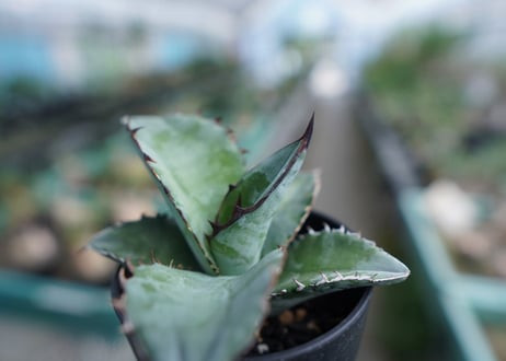 アガベ　チタノタ　ブルー　Agave Titanota Blue　No.3