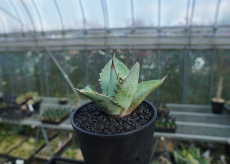 アガベ　チタノタ　ブルー　agave titanota Blue  No.2