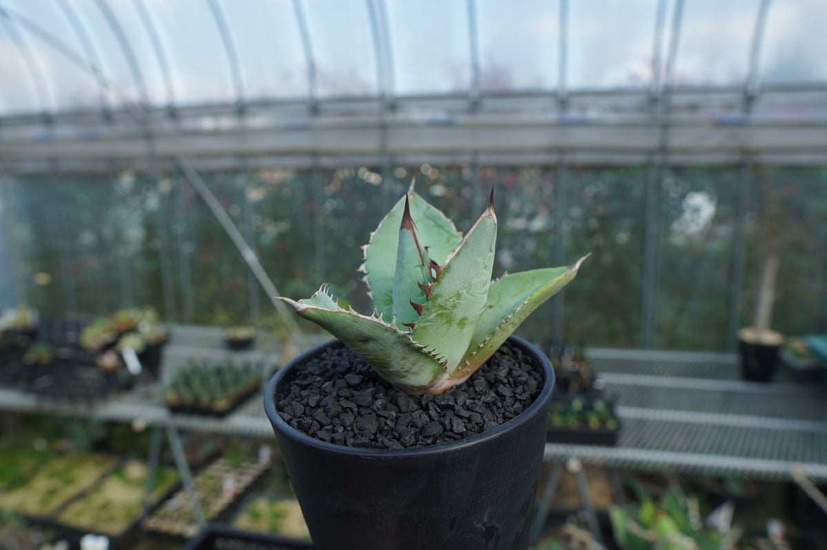 アガベ BLUE アガベ チタノタ ブルー agave titanota Blue No.2 | mana's