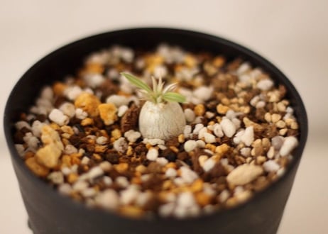 Pachypodium eburneum　パキポディウム　エブレネウム  実生no. ２