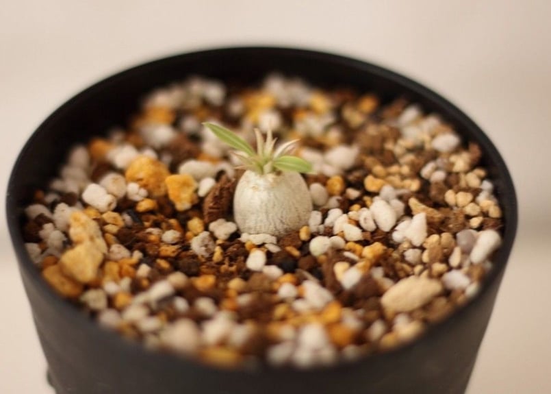 Pachypodium eburneum パキポディウム エブレネウム 実生no. 2 |