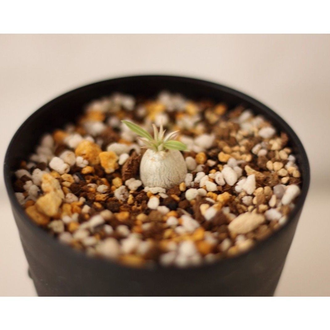 Pachypodium eburneum パキポディウム エブレネウム 実生no. 2