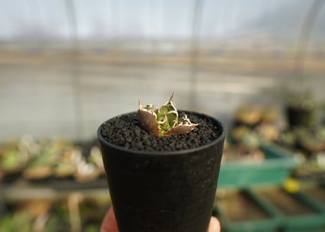アガベ　チタノタ　鬼爪雪峰  Agave titanota “Onitsume Yukimine”