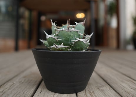 agave titanota　FO76　強棘type