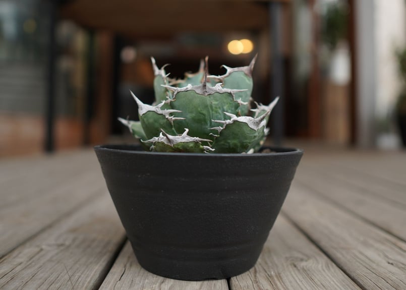 agave titanota FO76 強棘type | mana's farm:塊根植物・ア