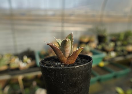 アガベ　チタノタ　FO-76　Agave titanota  FO-76　No.2