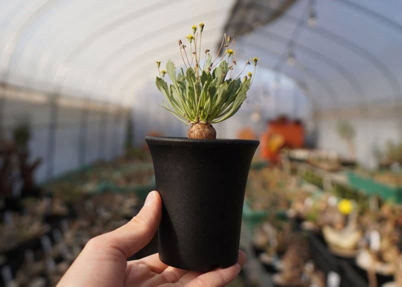 オトンナsp ユーフォルビオイデス×スタインコフ Othonna euphorbioides×