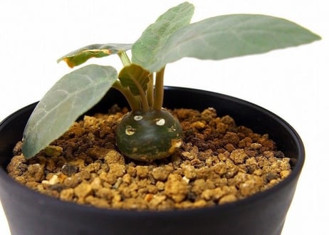 Dorstenia foetida ドルステニア  超ダルマ型 フォエチダ  実生苗