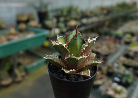 アガベ　チタノタ　グリーンキャットウィーズル　Agave titanota Green catweezle