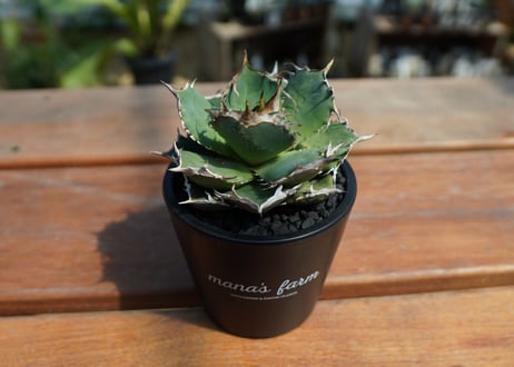 アガベ　チタノタ　FO-76　agave titanota  FO-76　No.1