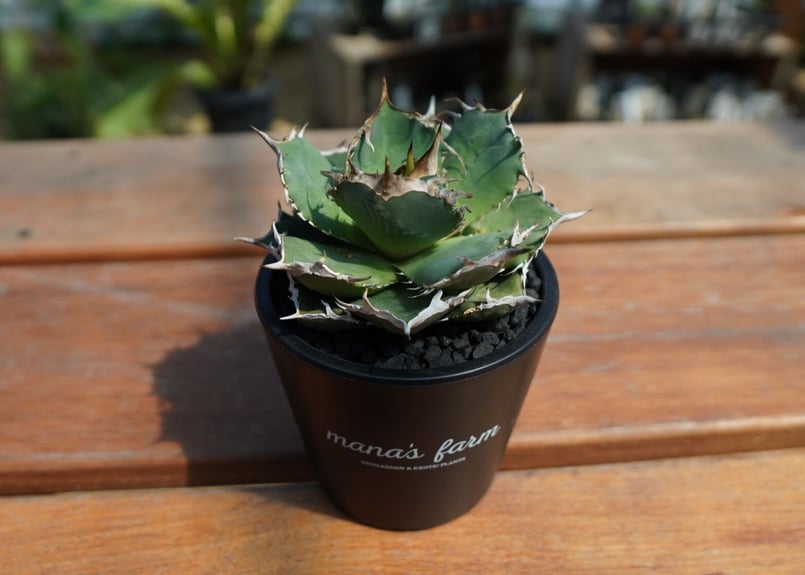 アガベ チタノタ FO-76 agave titanota FO-76 No.1 | man