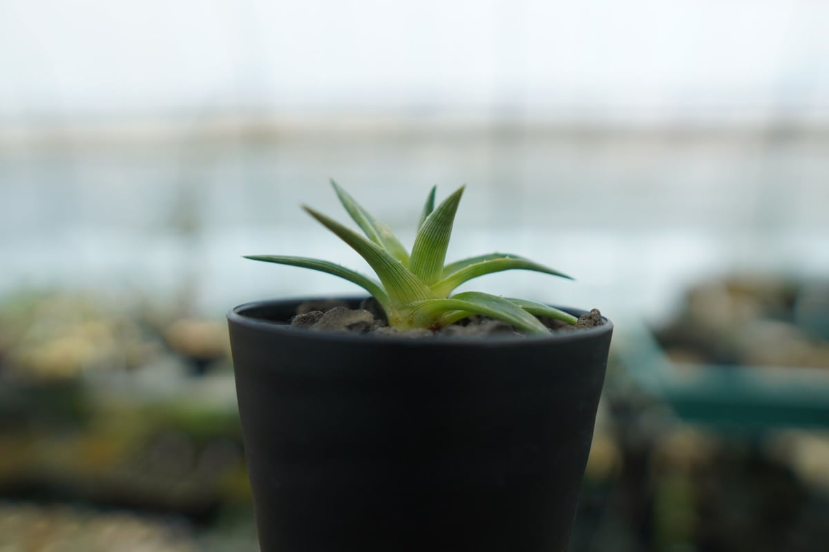 ディッキア ムーングロー Dyckia brevifolia Moon Glow No.1