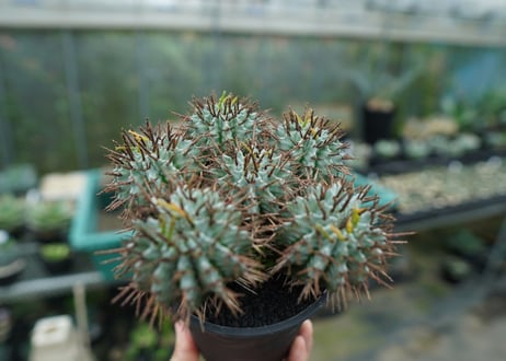 ユーフォルビア　ホリダ　Euphorbia horrida  No.1