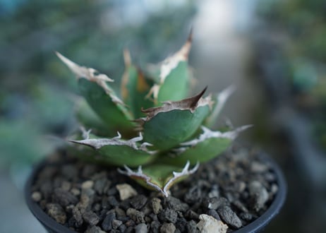 アガベ　チタノタ　FO-76　agave titanota  FO-76  No.10