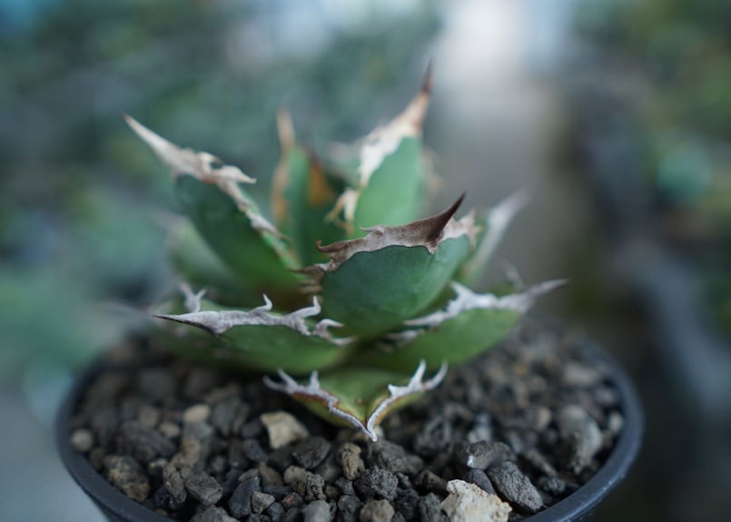 アガベ チタノタ インドネシア産 fo76 狂棘