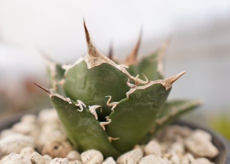 Agave titanota　白鯨　B No.４