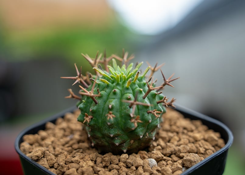Euphorbia gymnocalycioides No.2 / ユーフォルビア ギムノ Euphorbia gymnocalycioides No.2 / ユーフォルビア ギムノ