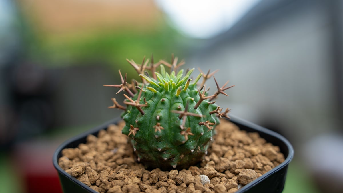 ユーフォルビア 群星冠 | mana's farm:塊根植物・アガベ・ドライ