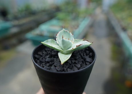 アガベ　兜蟹錦　Agave isthmensis “Kabutogani” variegata