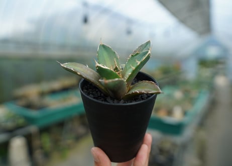 アガベ　チタノタ　鬼爪雪峰  Agave titanota “Onitsume Yukimine”　No.4
