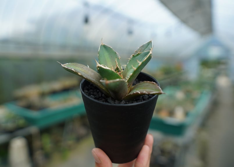 アガベ チタノタ 鬼爪雪峰 Agave titanota “Onitsume Yukimin