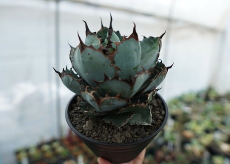 アガベ　チタノタ　 ブラックアンドブルー 　Agave titanota black and blue　NO.2