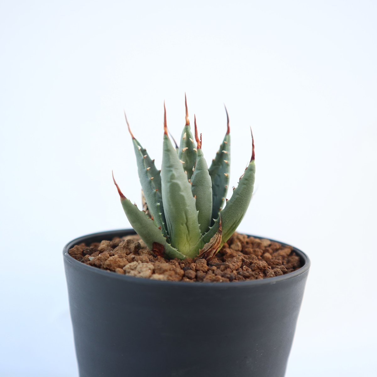 アガベ　ユタエンシス　ネバデンシス　アルミ鉢　植物　塊根植物　ドライガーデン fit=scale-down,w=1200