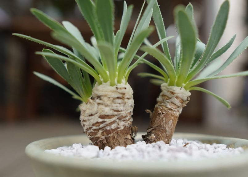 オトンナ レトロルサ Othonna retrorsa | mana's farm:塊根植物・