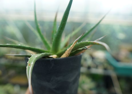 アガベ　ユタエンシス　Agave uthaensis　No.10