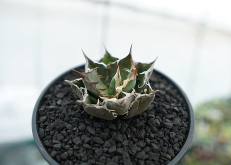 アガベ　チタノタ　FO-76　agave titanota  FO-76　No.12