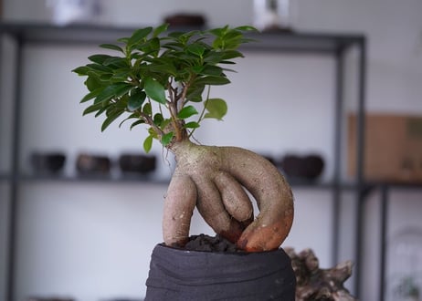 Ficus microcarpa