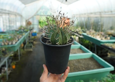 ユーフォルビア　スーパーバリダ　Euphorbia super valida  No.1