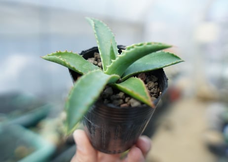 アガベ　パリー　Agave parryi　No.3