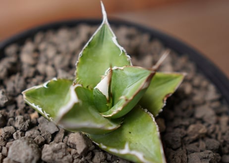 Agave Sowing seeds NO.1