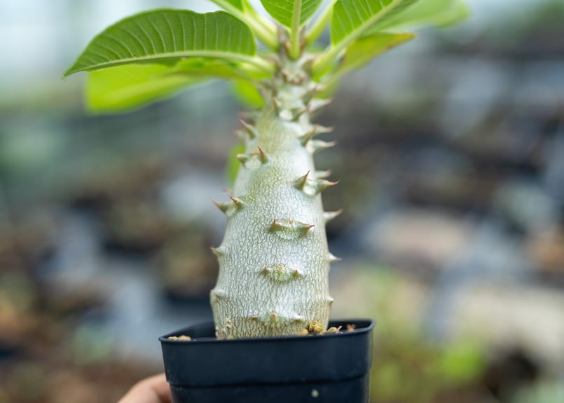 パキポディウム バロニー 沖縄実生 | mana's farm:塊根植物・アガベ