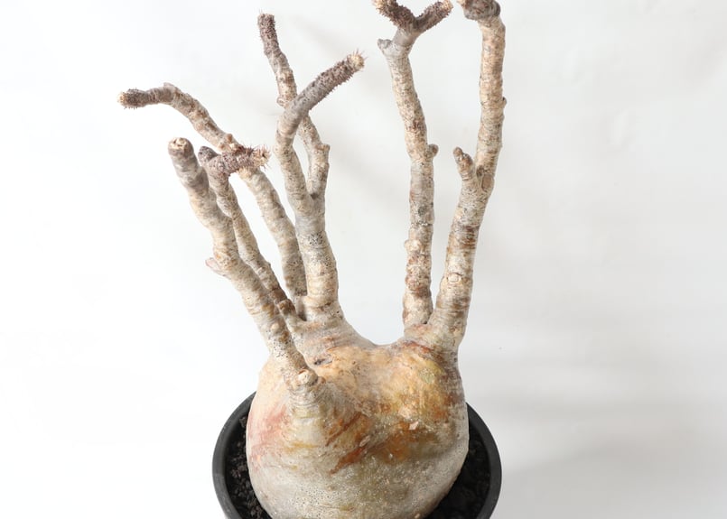 グラキリス　発根済み 本日までの特別価格！！】発根済みグラキリス