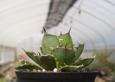 agave titanota　FO-76　NO.22