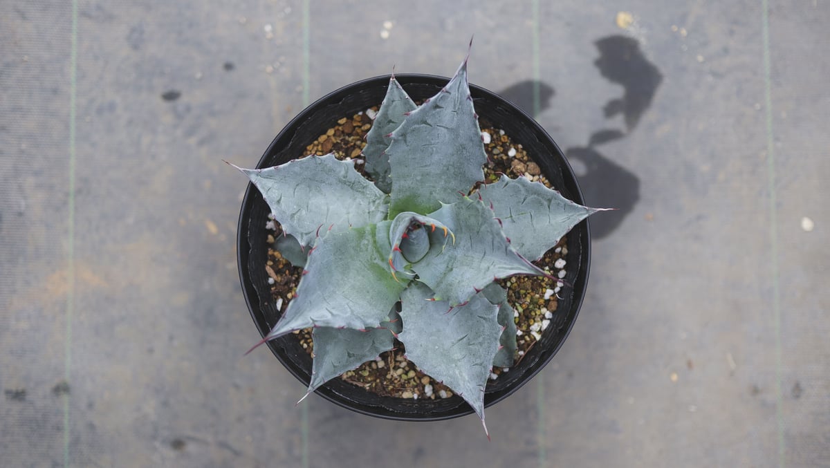 アガベ パラサナ 斑入り子株親株セット Agave parrasana variegated