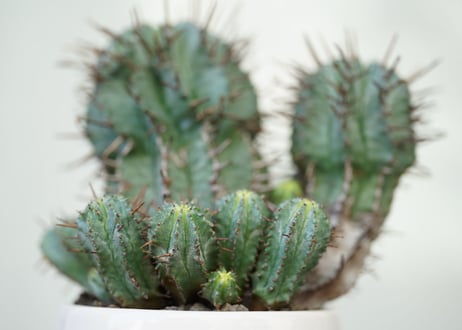 Euphorbia horrida