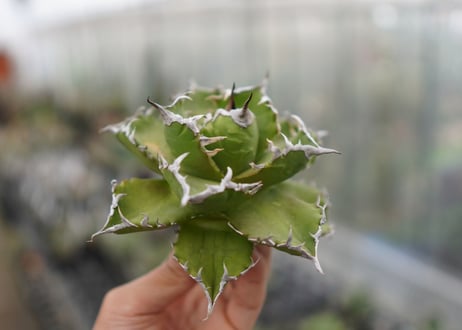 Agave titanota  Crab 螃蟹  NO.7