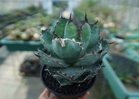 アガベ　チタノタ　 ブラックアンドブルー 　Agave titanota black and blue　No.10