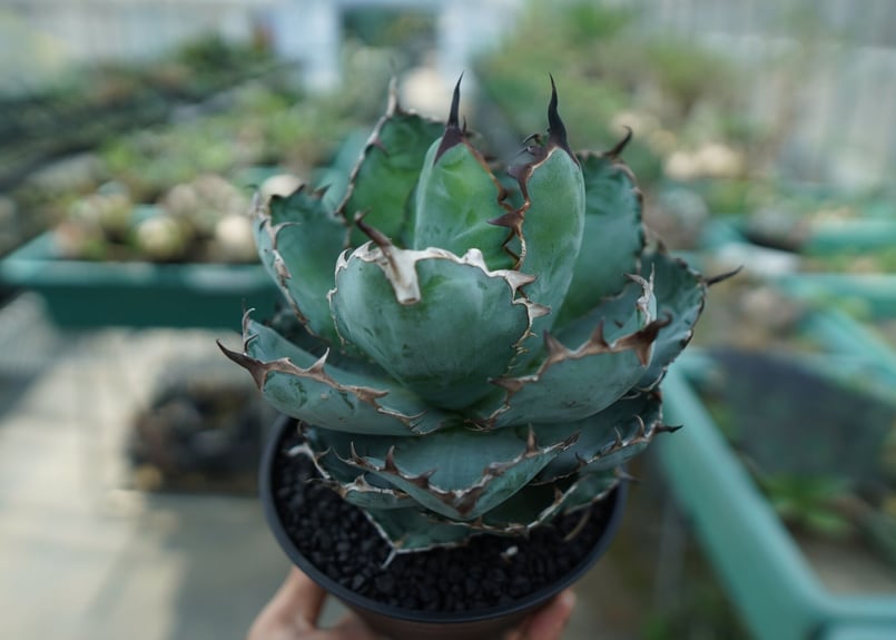 hidden agave チタノタ　✕　パラサナ　ハイブリッド　アガベ　子株 i-img1200x1200-