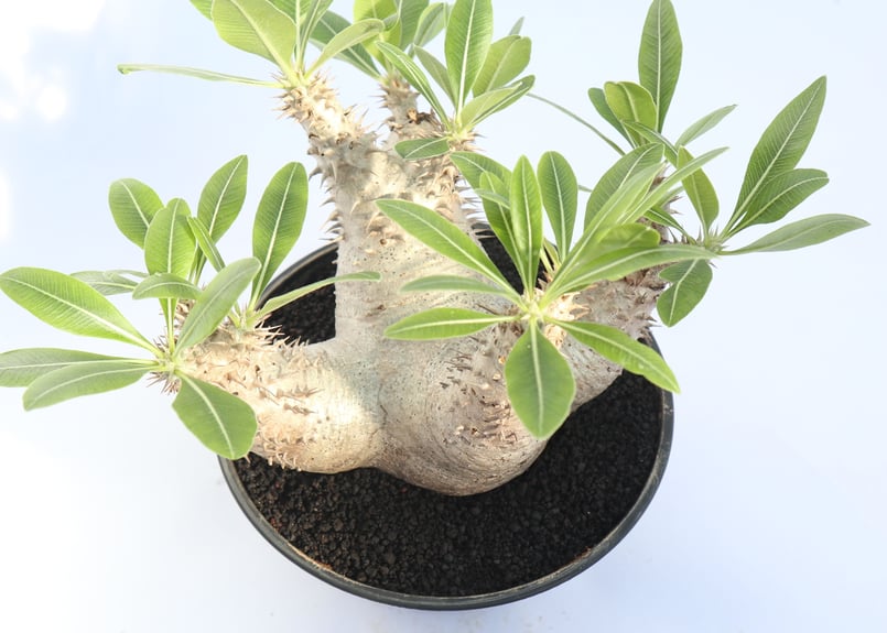 パキポディウム ホロンベンセ | mana's farm:塊根植物・アガベ・ドライ